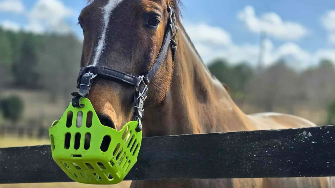 Horse with a green muzzle standing behind a fence on a sunny day.