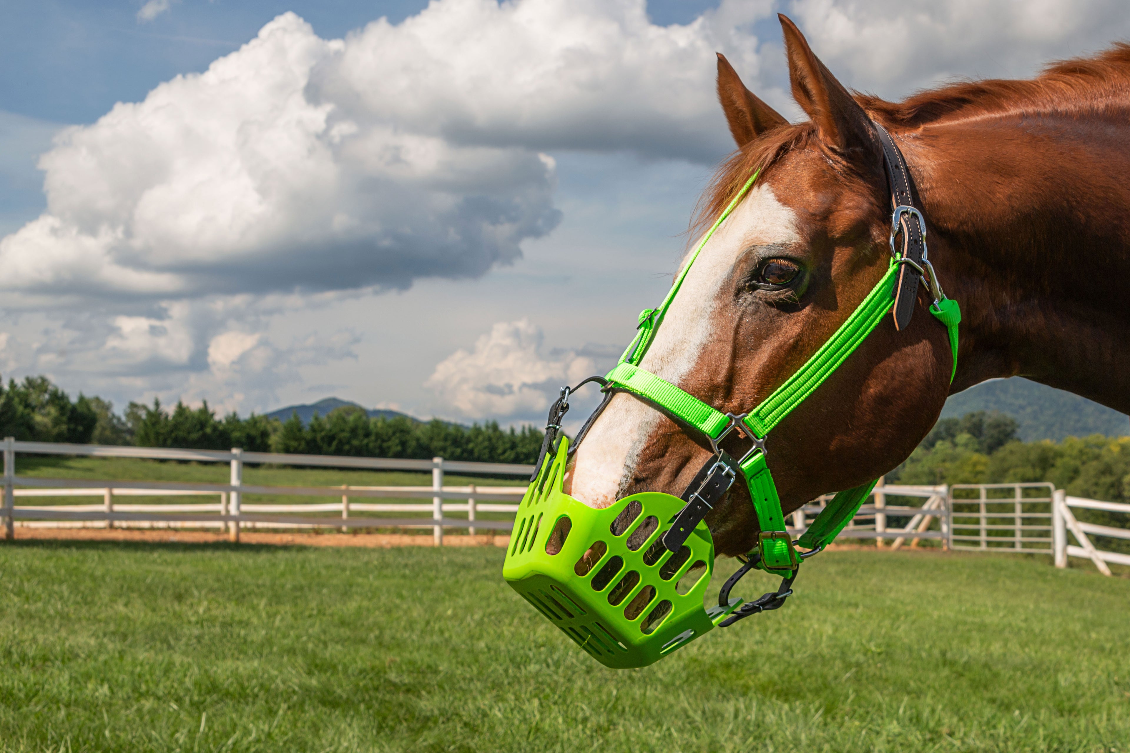 Premium Breakaway Halter - CLOSEOUT