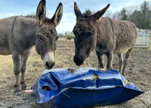 Two donkeys eating forage from a blue slow feed hay bag lying on the ground in a paddock or pasture