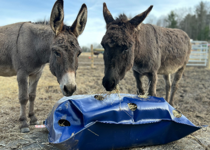 Two donkeys eating forage from a blue slow feed hay bag lying on the ground in a paddock or pasture