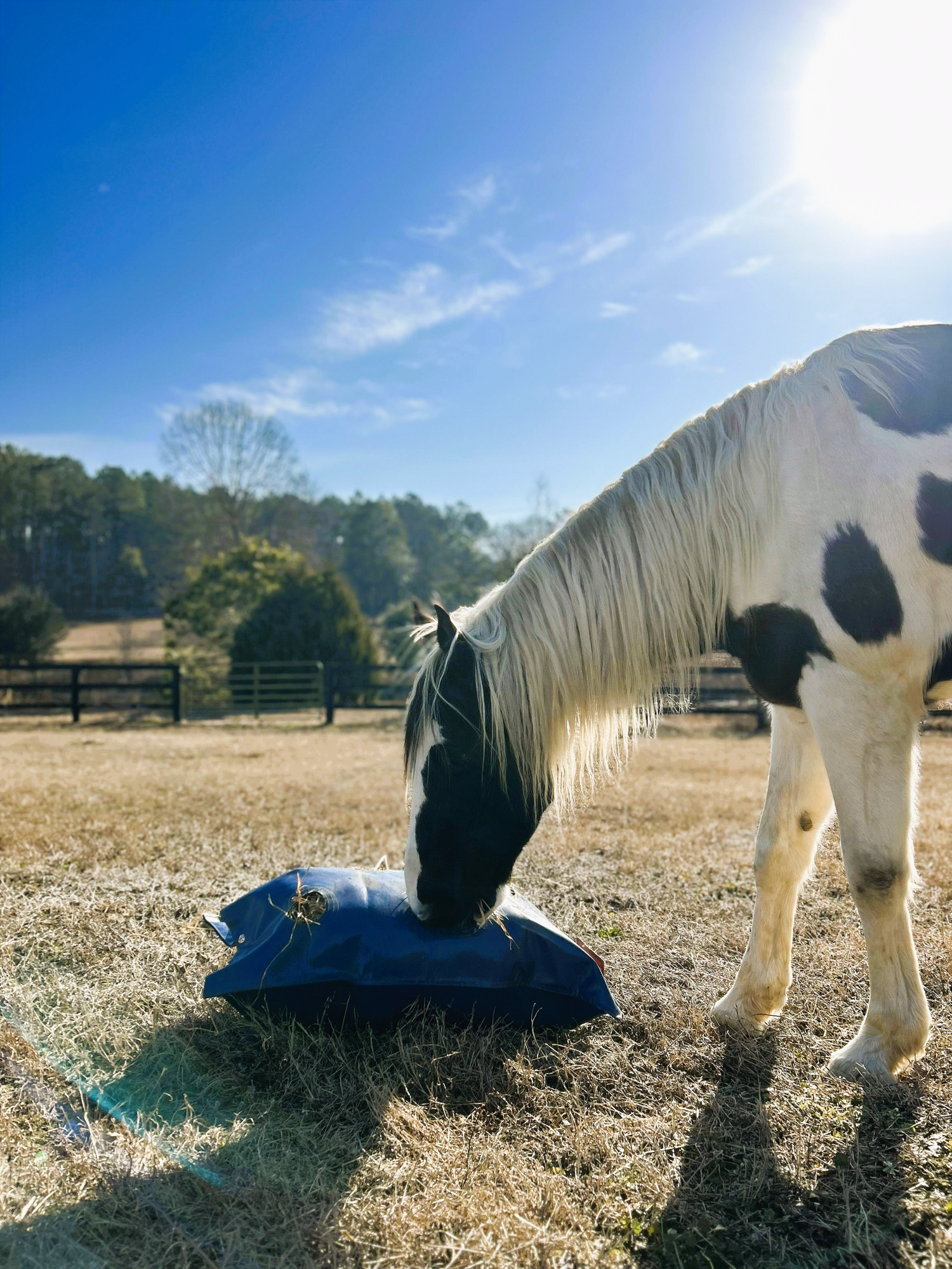 Horse eating from a blue bag in a field with a clear sky