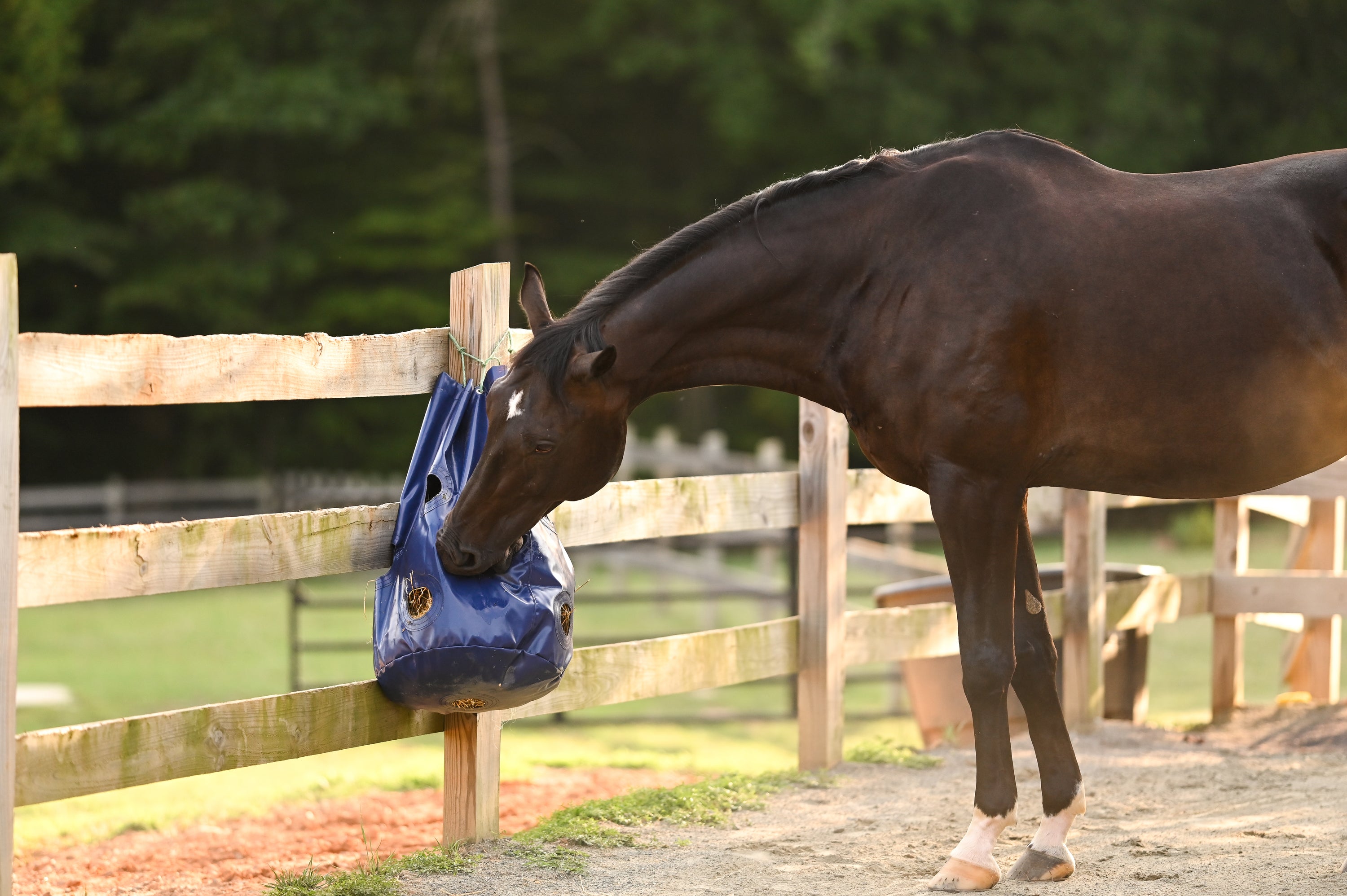 Horse eating out of low hanging slow feed hay net
