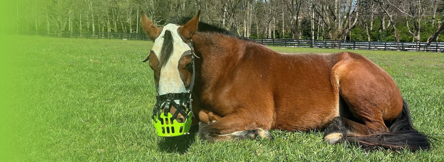 Bay horse wearing a grazing muzzle in a sunny pasture