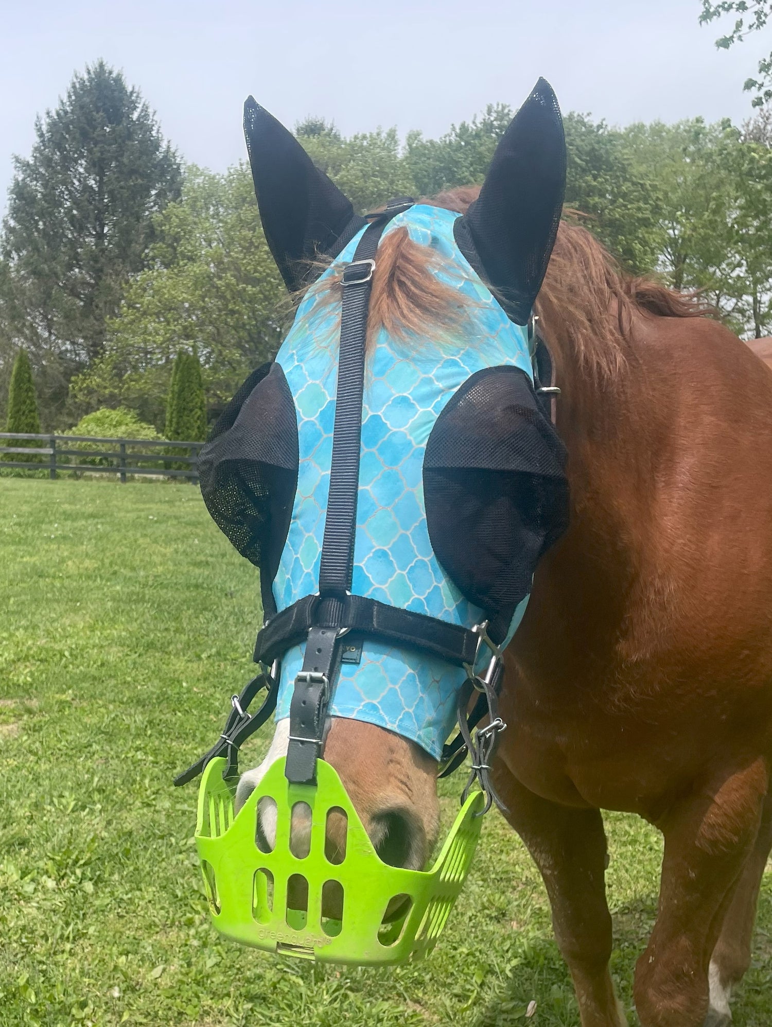 Premium Lycra Fly Mask Rub Protector