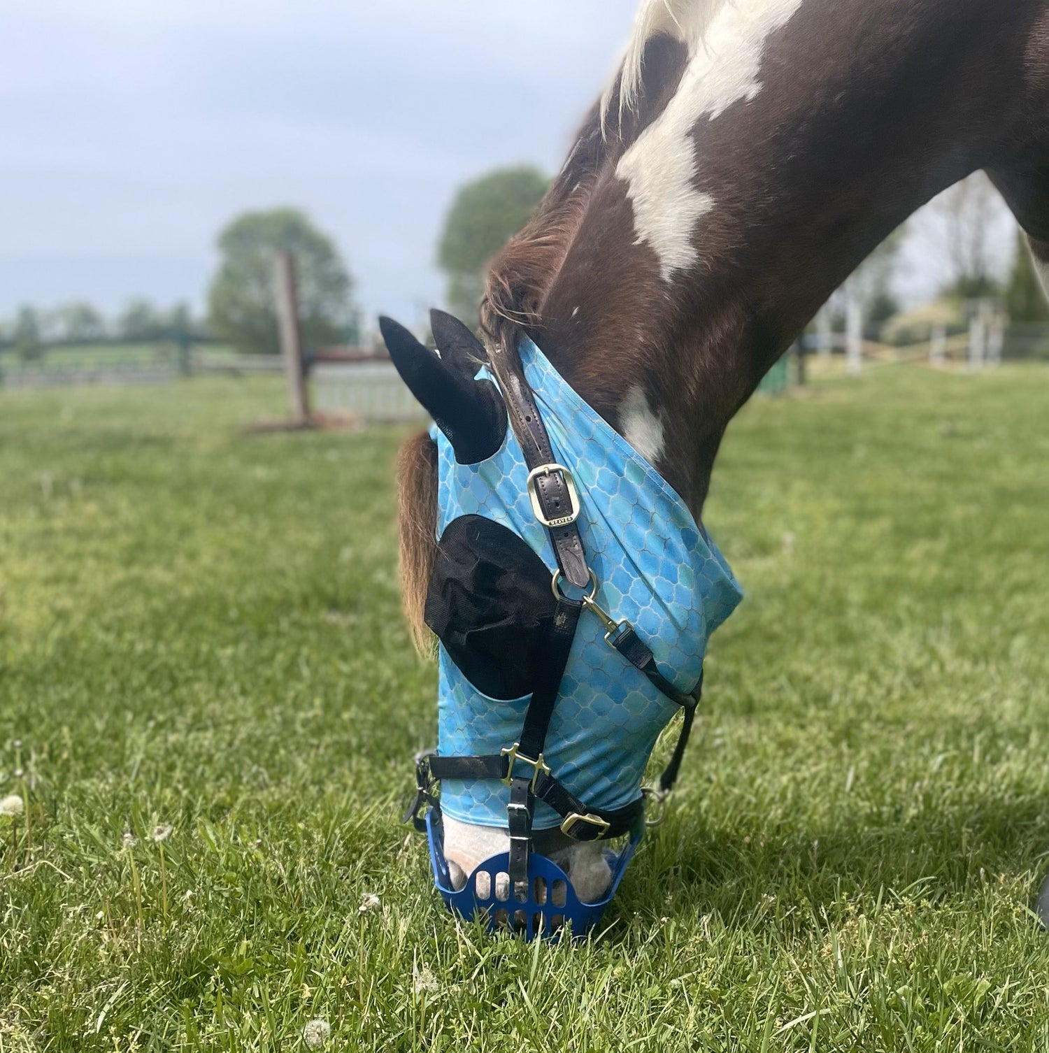 Premium Lycra Fly Mask Rub Protector