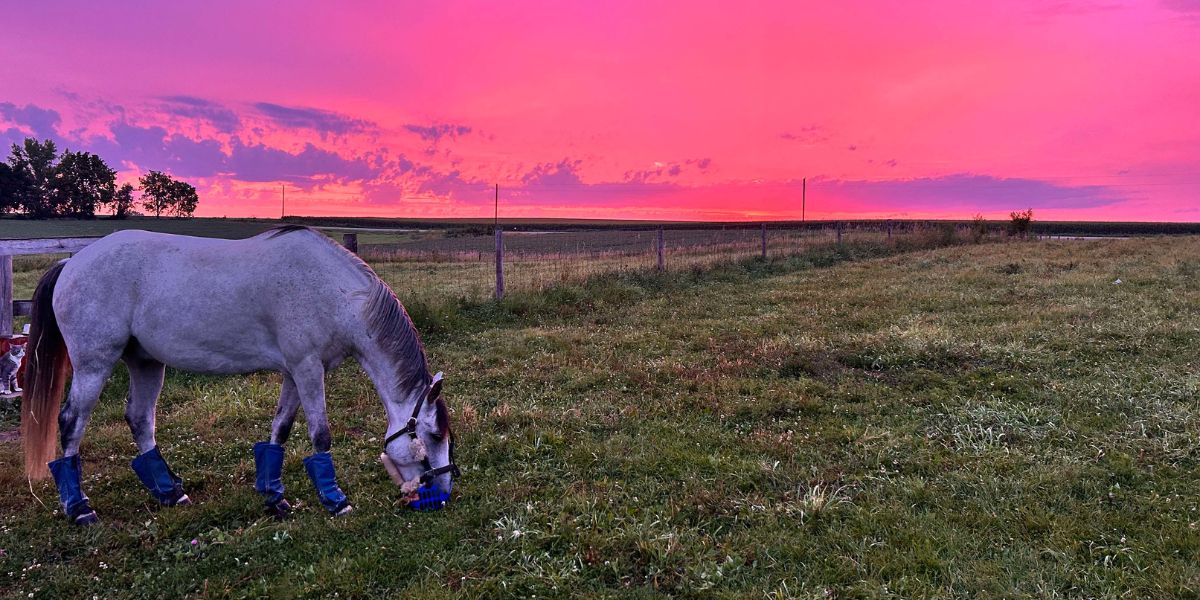 horse grazing in pasture with sunset