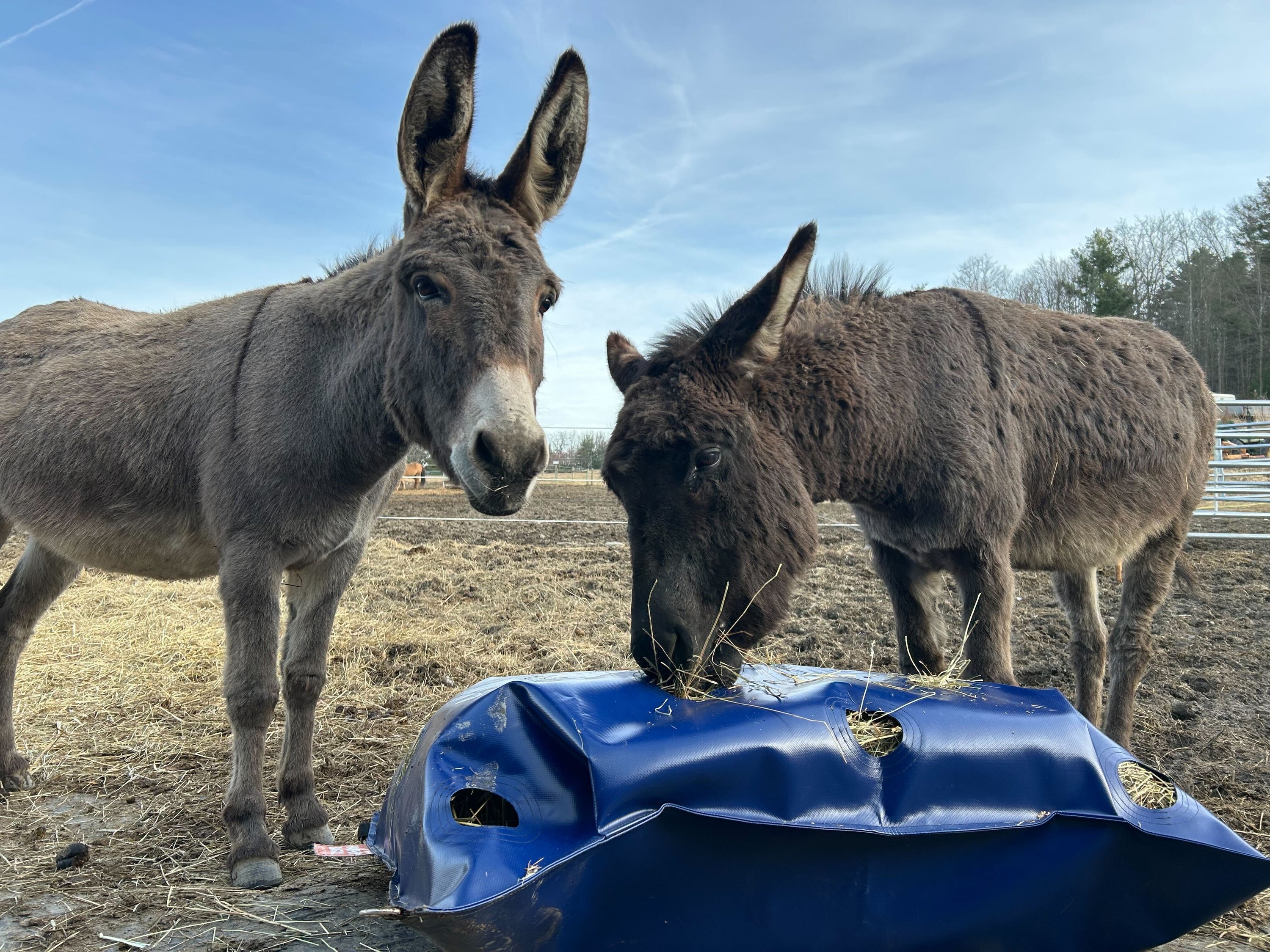 ground feeding slow feeder for donkeys and horses