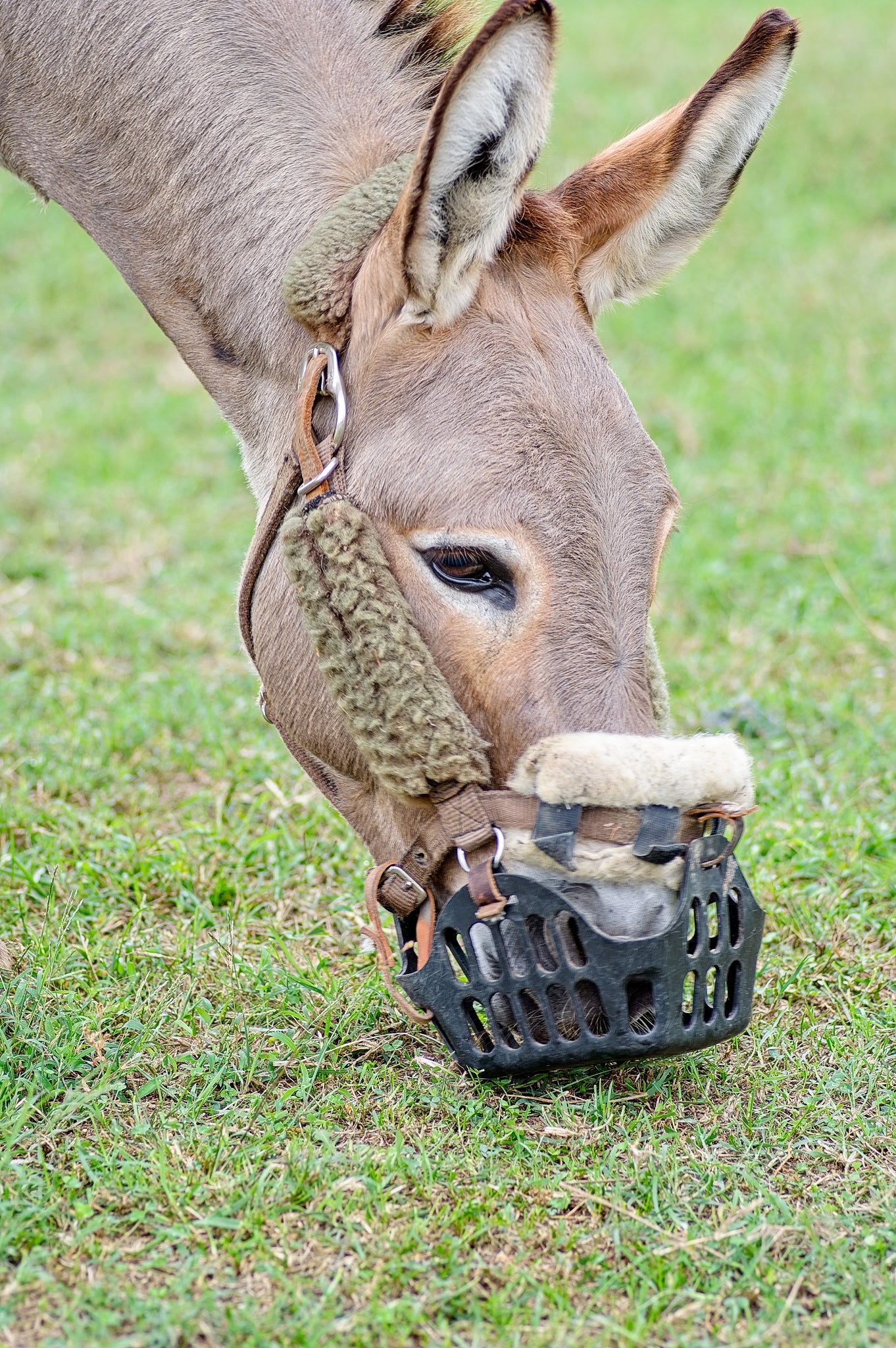 Molly the Donkey. Photo credit: Kevin Pinkerton