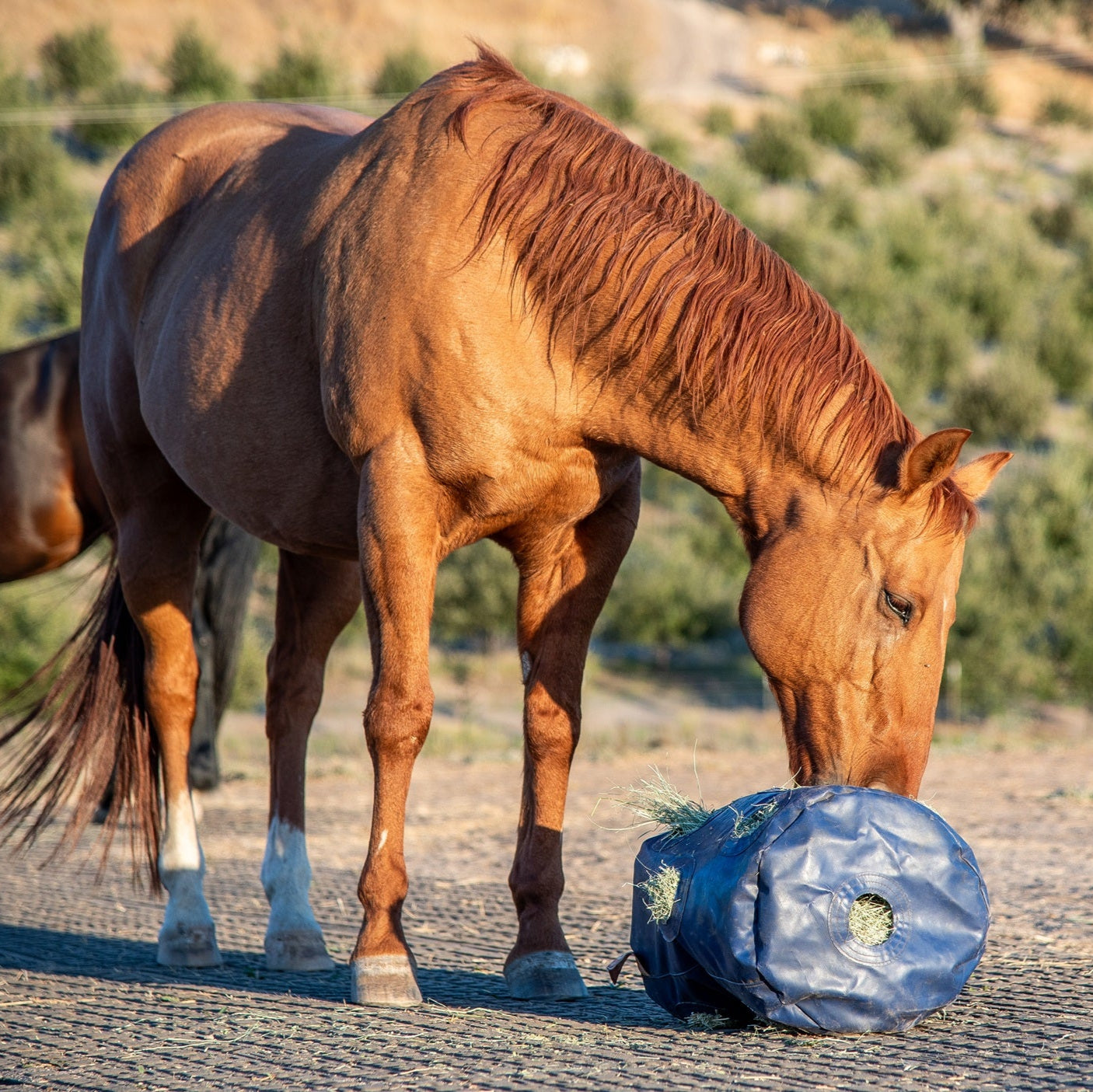 HayPlay Slow-Feed Tie Bag