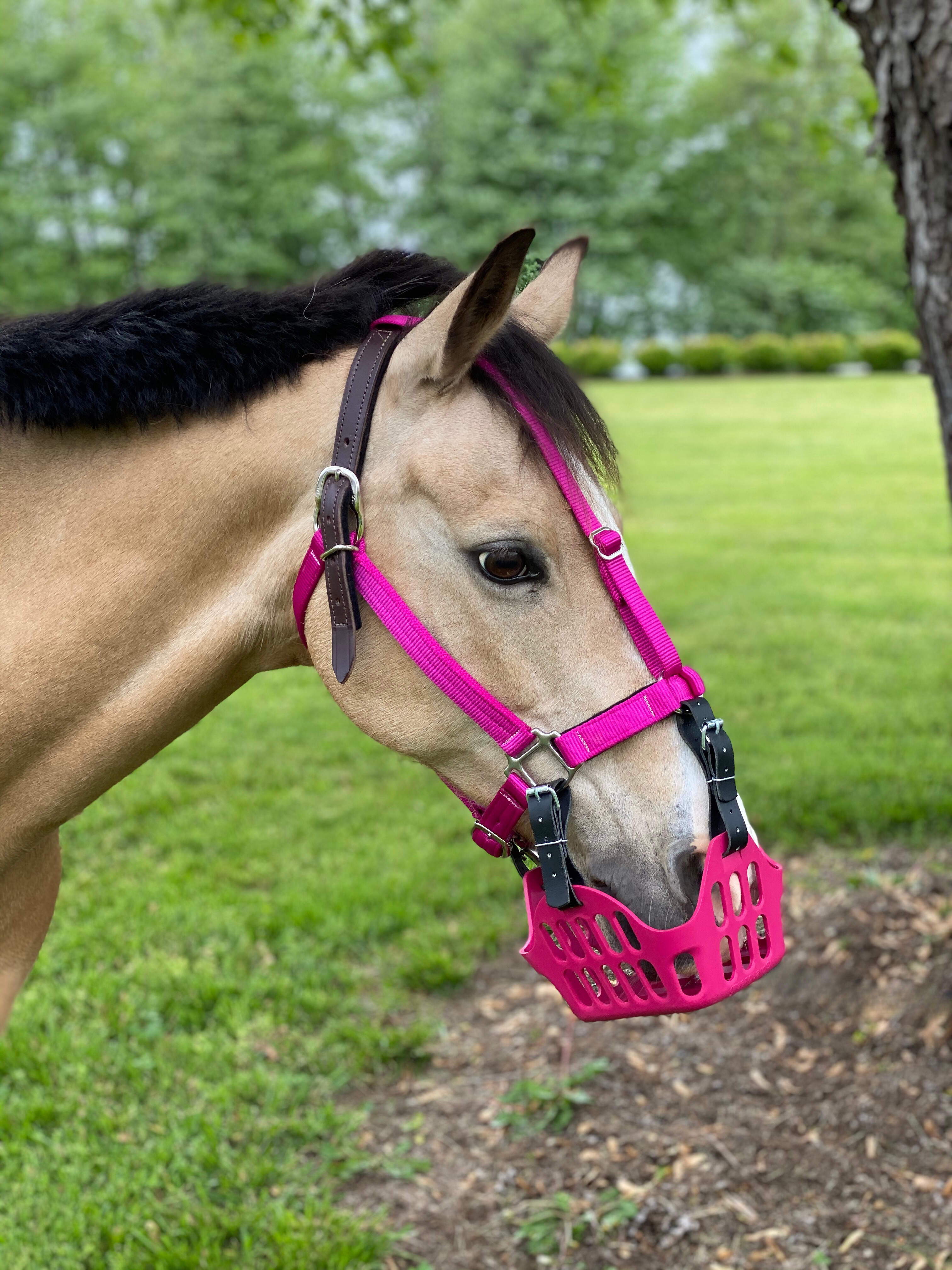 Premium Breakaway Halter - CLOSEOUT