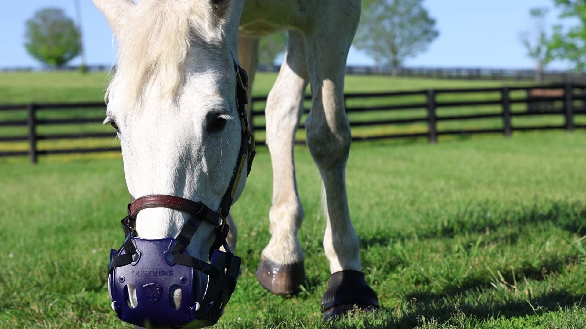 ERGO Graze™ Grazing Muzzle