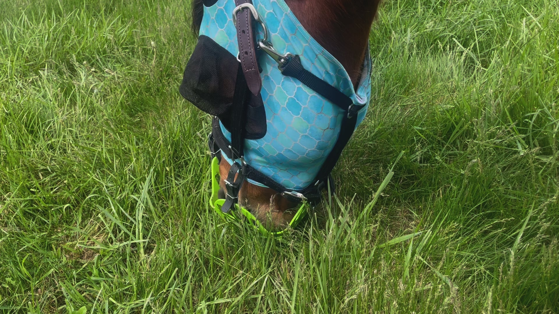 Premium Lycra Fly Mask Rub Protector