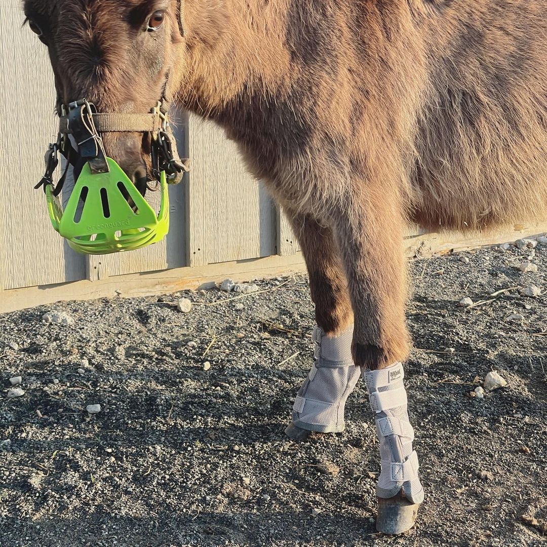 Oscar the mini mule. Photo credit: Susan Dempster