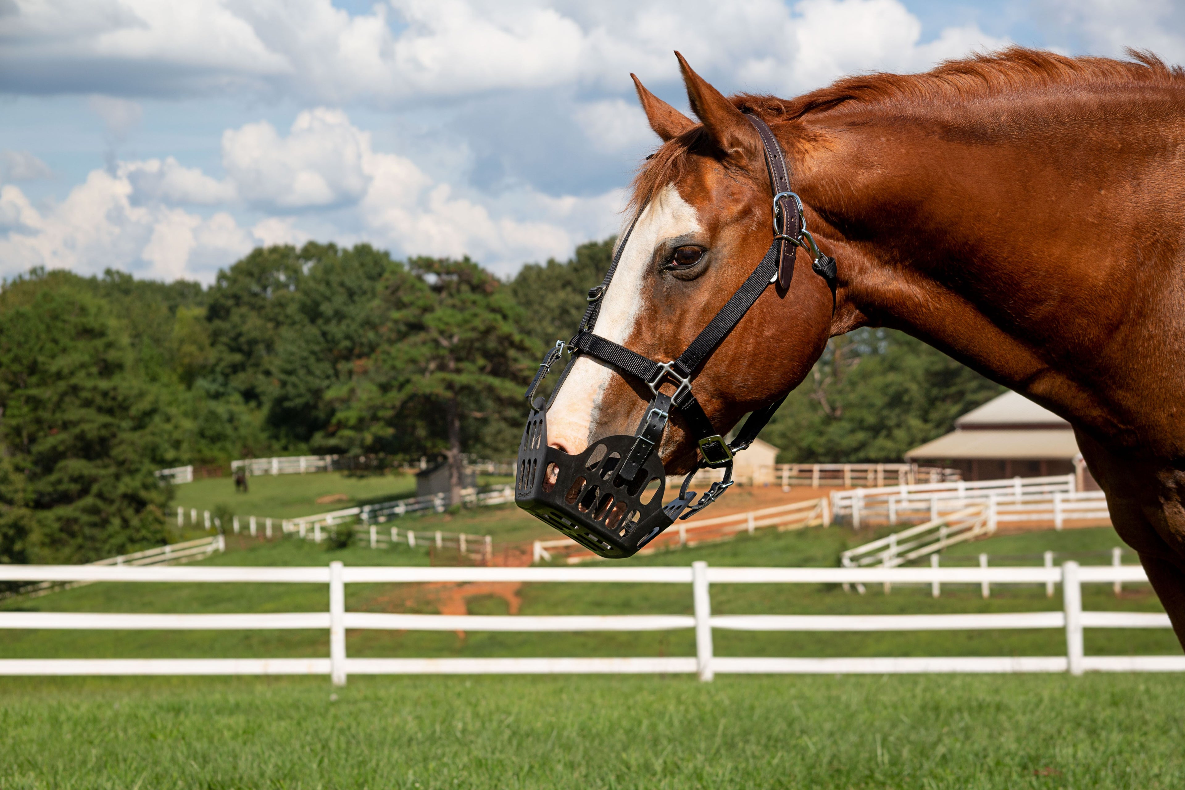 GreenGuard Grazing Muzzle