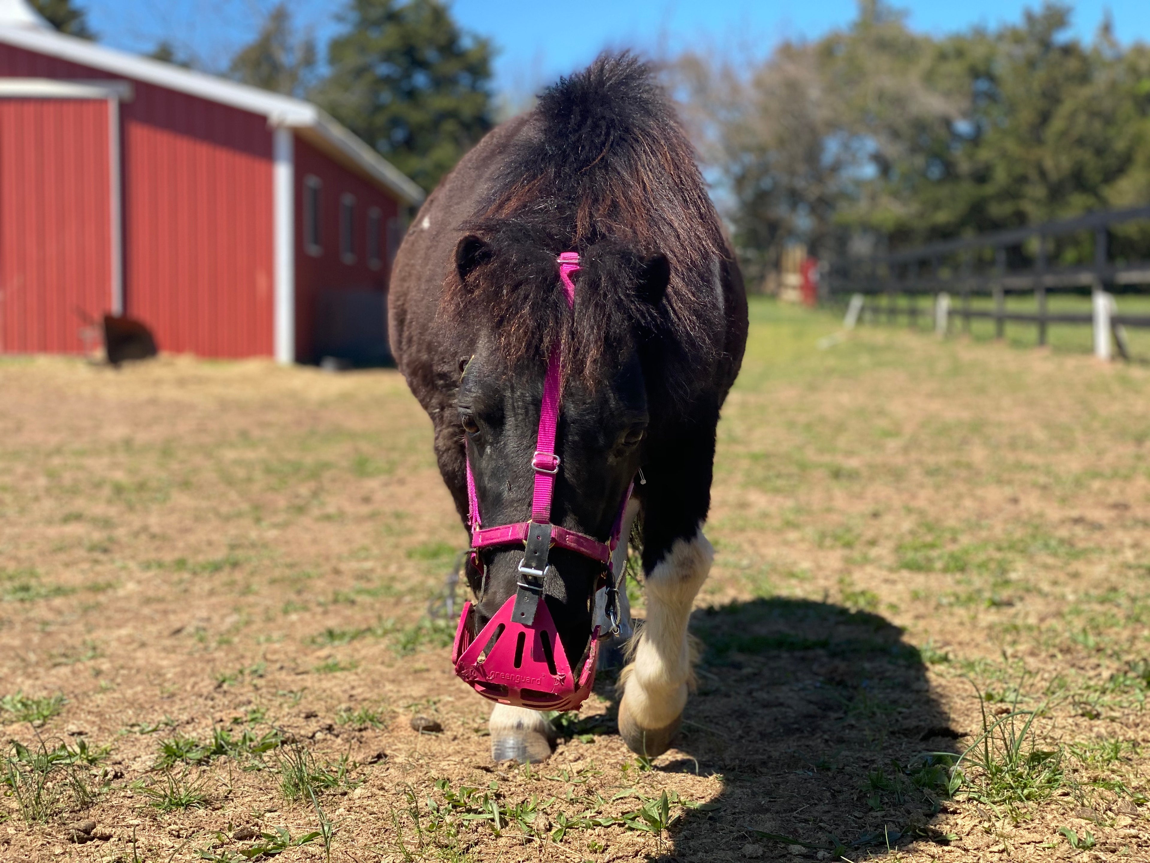 GreenGuard Grazing Muzzle